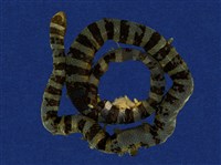 藏品(黑唇青斑海蛇)的圖片